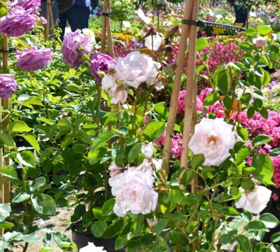 Veranstaltung Messe Garten Wohnen Lifestyle Schlosspark Großharthau