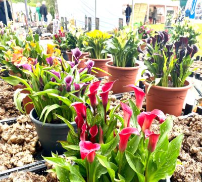 Veranstaltung Messe Garten Wohnen Lifestyle Strecktalpark Pirmasens