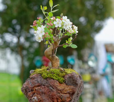 Veranstaltung Messe Garten Wohnen Lifestyle Schloss Kartzow